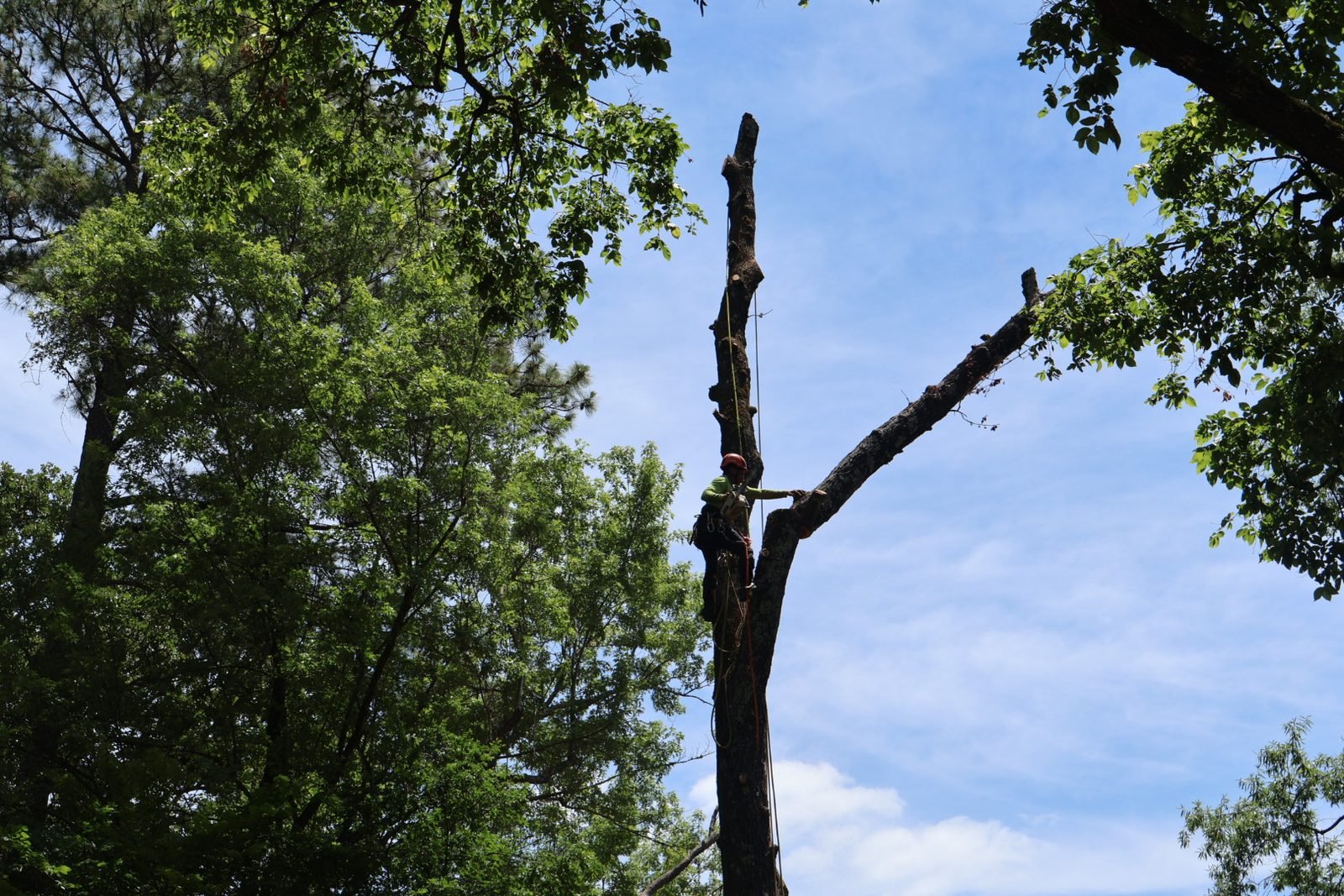 Climber high in a tall oak cutting a limb