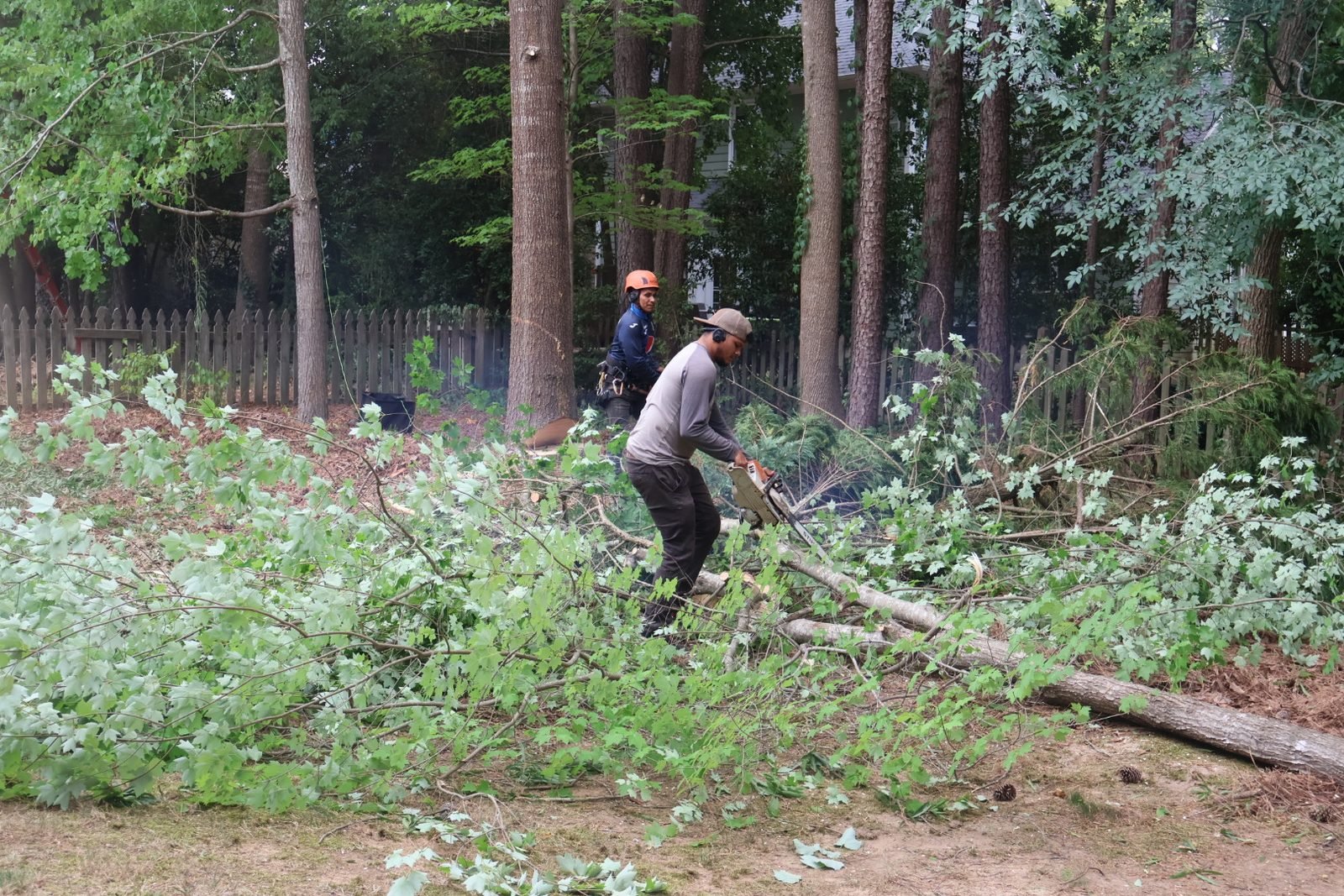 Crew cutting up a large fallen tree after a storm