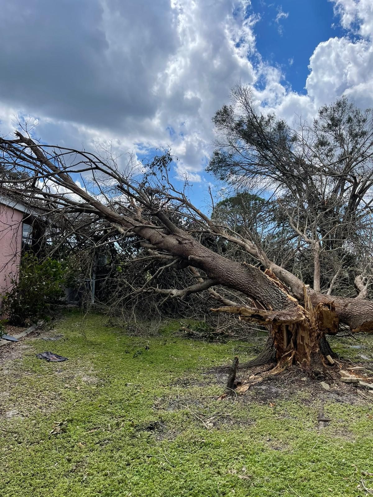 Massive oak toppled onto a house during a storm