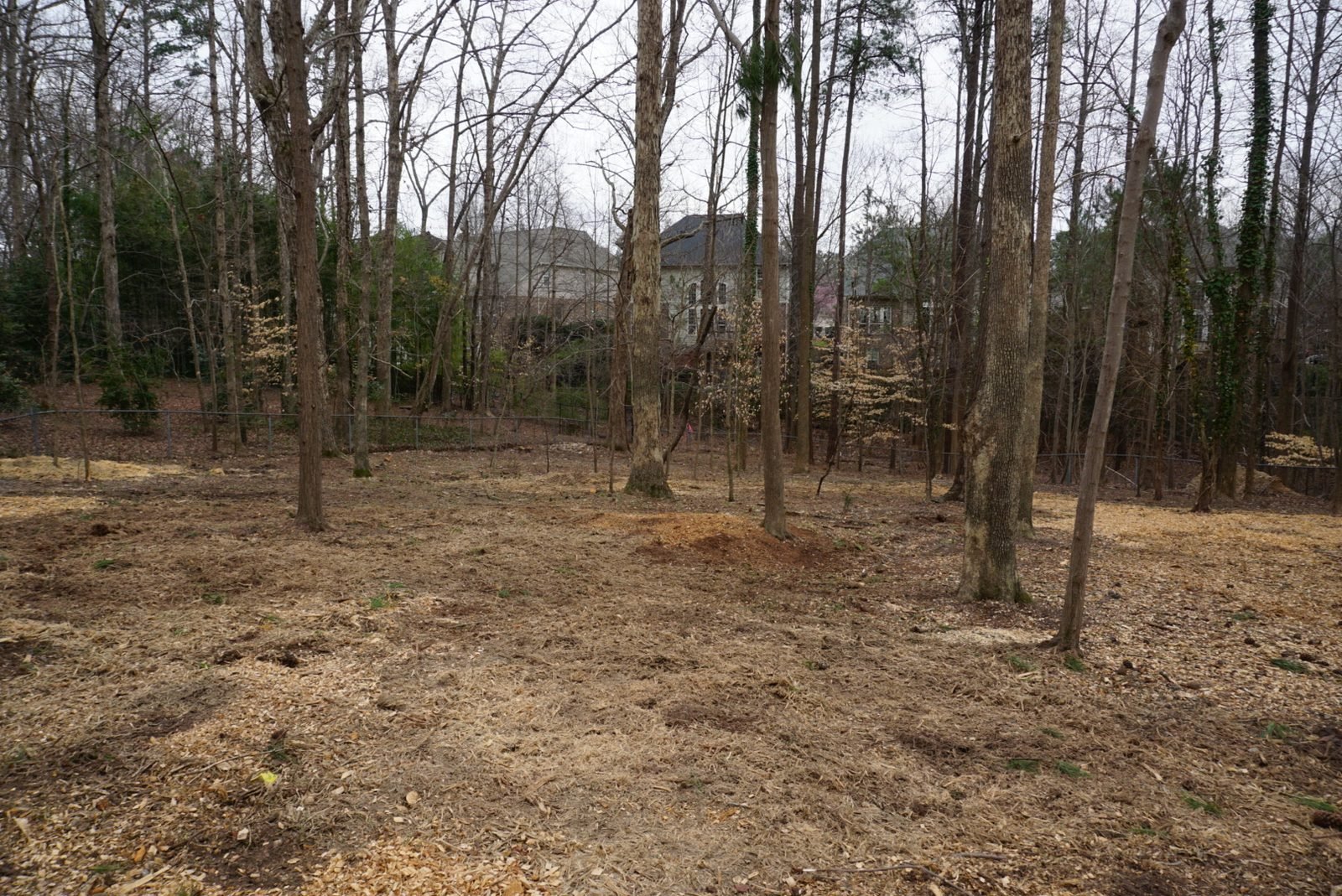 Same lot after clearing, thinned trees and mulched ground